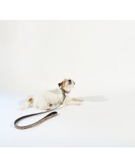 Leather collar and leash